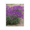 Trvalky Erysimum Super Bowl Mauve