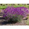 Trvalky Erysimum Super Bowl Mauve (5)
