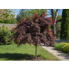 Loropetalum čínske Rubra3