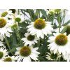 Trvalky Echinacea purpurová Kismet White (4)
