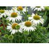 Trvalky Echinacea purpurová White Pearl (2)