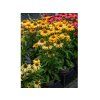 TrvalkyEchinacea purpurová SunMagic Mango (4)