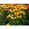TrvalkyEchinacea purpurová SunMagic Mango (3)