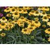 TrvalkyEchinacea purpurová SunMagic Mango (2)