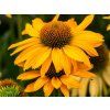 TrvalkyEchinacea purpurová SunMagic Mango (1)