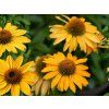 TrvalkyEchinacea purpurová SunMagic Mango