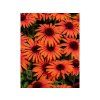 Trvalky Echinacea purpurová SunMagic Vintage Orange (3)