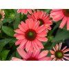 Trvalky Echinacea purpurová SunMagic Vintage Watermelon