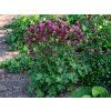 Trvalky Astrantia major Astra Red (2)