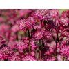 Trvalky Astrantia major Astra Red