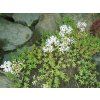 Trvalky Sedum album