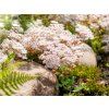 Trvalky Sedum album(1)