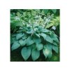 Trvalky Hosta Fragrant Blue(5)