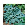 Trvalky Hosta Fragrant Blue(7)
