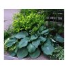 Trvalky Hosta Fragrant Blue(8)
