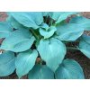Trvalky Hosta Fragrant Blue(1)