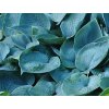 Trvalky Hosta Fragrant Blue(3)