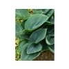 Trvalky Hosta Big Daddy(5)