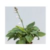 Trvalky Hosta Big Daddy(6)