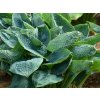 Trvalky Hosta Big Daddy(1)