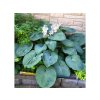 Trvalky Hosta Big Daddy(3)