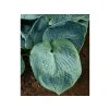 Trvalky Hosta Big Daddy(4)