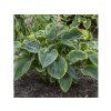 Trvalky Hosta Shadowland Wu La La(3)