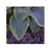 Trvalky Hosta Shadowland Wu La La(4)