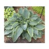 Trvalky Hosta Shadowland Wu La La(5)