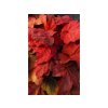 Heuchera Autumn Leaves