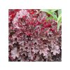 Trvalky Heuchera Berry Marmalade(4)