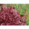 Trvalky Heuchera Berry Marmalade(3)