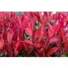 Živý plot Červienka fraserová CARRE ROUGE 30 50cm(3)
