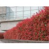 Živý plot Červienka fraserová CARRE ROUGE 30 50cm(1)