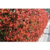 Živý plot Červienka fraserová CARRE ROUGE 30 50cm(6)