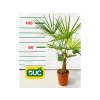 Palmy Trachycarpus fortunei 60 90 cm(2)