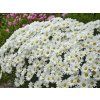 daisymay1
