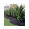 Okrasné stromy Cyprusovec leylandský 120 150 cm(7)