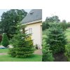 Okrasné stromy jedľa normandská(3)