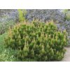 Okrasné stromy Borovica horská Mugo Mughus 10 20 cm(5)