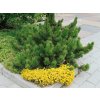 Okrasné stromy Borovica horská Mugo Mughus 10 20 cm(6)