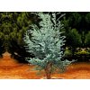 Okrasné stromy Eukalyptus GUNNII 140 160 cm(1)