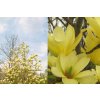 Okrasné kry Magnólia Yellow Lantern