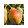 Hruška CLAPPOVA, podp. Kaukazská hruška 120-150cm, kont. 5 l