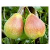 Hruška CLAPPOVA, podp. Kaukazská hruška 120-150cm, kont. 5 l