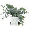 Okrasné striny Eukalyptus GUNNII 20-30 cm(3)