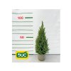 Okrasné stromy Smrek biely Conica 60 80 cm(2)
