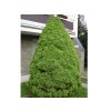 Okrasné stromy Smrek biely Conica cca 50 cm(5)