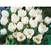 Cibuľoviny Krokus botanický Ard Schenk 15 ks(1)