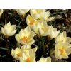 Cibuľoviny Krokus botanický Cream Beauty 15 ks(3)